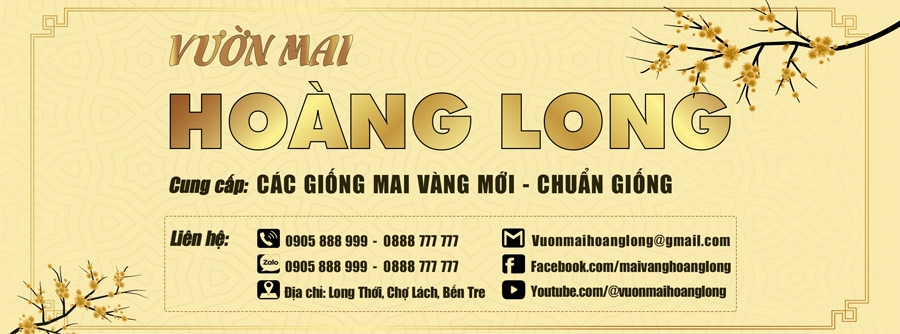 Vườn mai Hoàng Long chuyên cung cấp các giống mai mới độc lạ